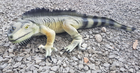 Iguana